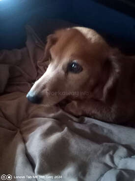 Profile photo of Nuna