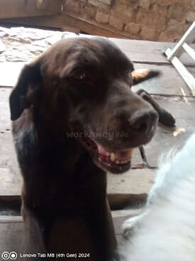 Profile photo of Bistra