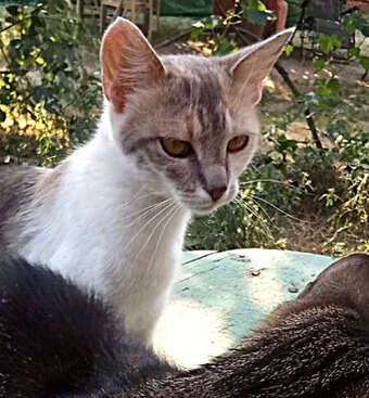 Profile photo of Maca