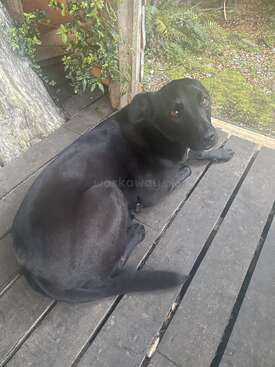 Profile photo of Atena