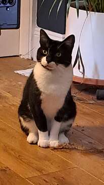 Profile photo of Neo