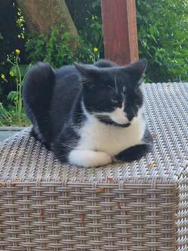 Profile photo of Mr Baggins