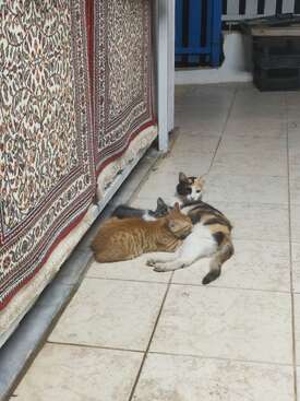 Profile photo of Sarım, zilli, olluş, salça, avuç içi, pamuk, kopyacı