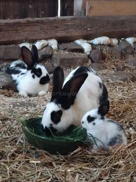 Profile photo of Bun buns