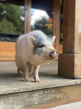 Profile photo of Pepa 
