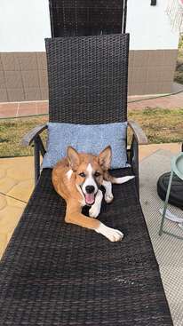 Profile photo of Chaplin