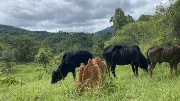 Profile photo of Cows