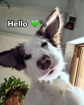 Profile photo of Wolf