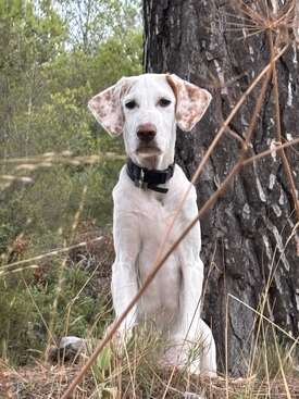 Profile photo of Zorro