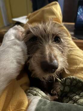 Profile photo of Mouse