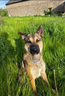 Profile photo of Chop