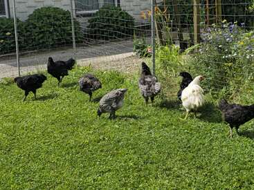 Profile photo of Chickens 