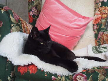 Profile photo of Puria