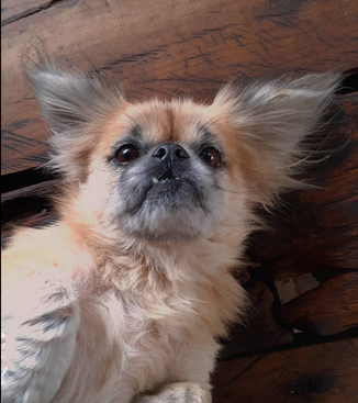 Profile photo of Sorriso