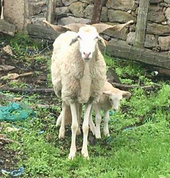 Profile photo of Sheep and daughter