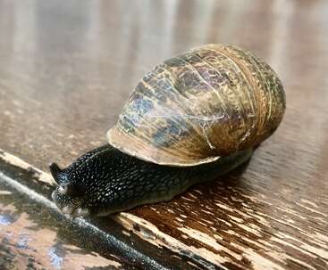 Profile photo of Sluggy