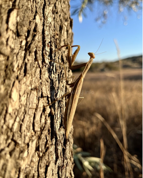 Profile photo of Hoppy