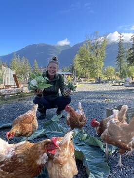 Profile photo of Chickens  