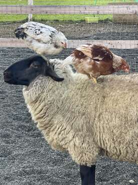 Profile photo of Moonlight, Rainbow, Honey