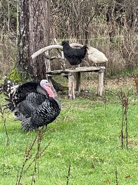 Profile photo of Larry and Matilda our turkeys