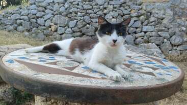 Profile photo of Musetta