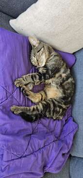 Profile photo of Lilli