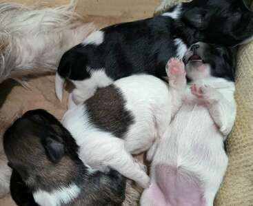 Profile photo of Nina's puppies