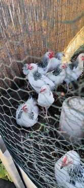 Profile photo of Sussex