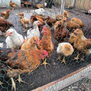 Profile photo of Common chicken