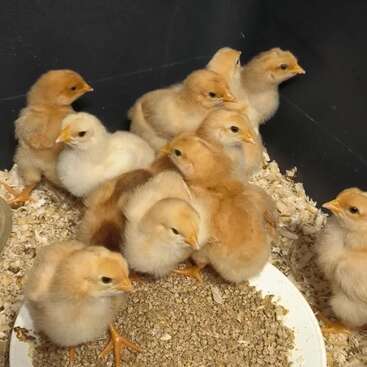 Profile photo of Baby chicken