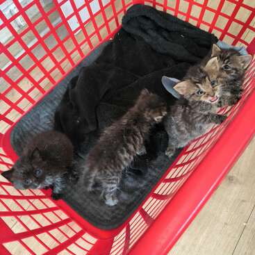 Profile photo of Baby cats