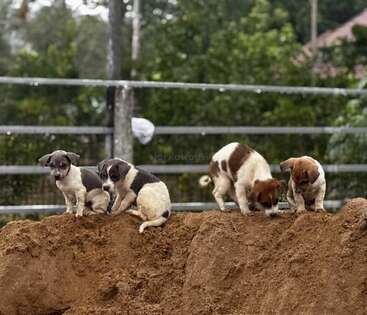 Profile photo of Đen
