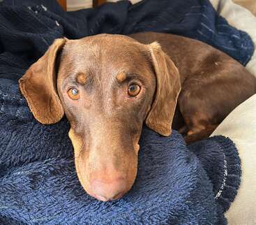 Profile photo of Brandy