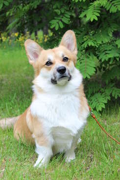 Profile photo of Dennis