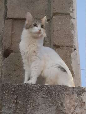 Profile photo of Sissiamala