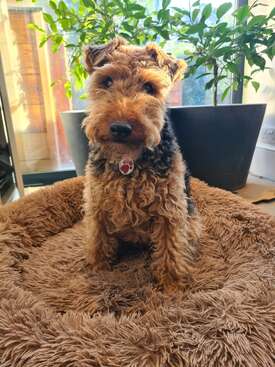 Profile photo of Lola