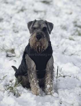 Profile photo of Miles