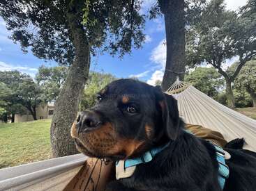 Profile photo of Ozzy