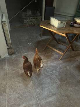 Profile photo of Ginger, Babs, Thelma & Louise