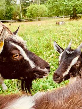 Profile photo of Sheep, goats, and hens. And cats and a dog