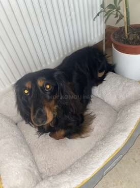 Profile photo of Puppy