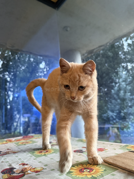 Profile photo of Armin