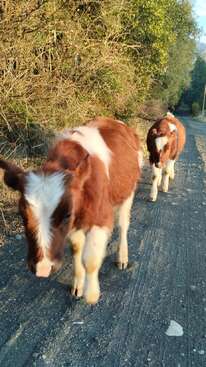 Profile photo of Los terneritos