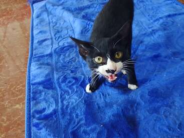 Profile photo of Sox
