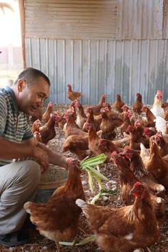 Profile photo of we have near 500 chickens