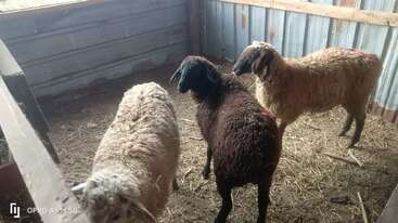 Profile photo of three sheep