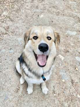 Profile photo of Milo