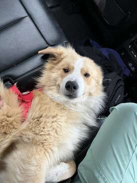 Profile photo of Socks