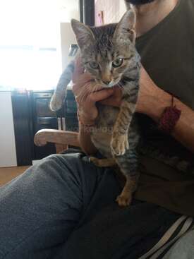 Profile photo of Tigris