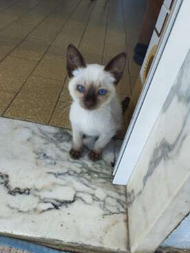 Profile photo of Azula